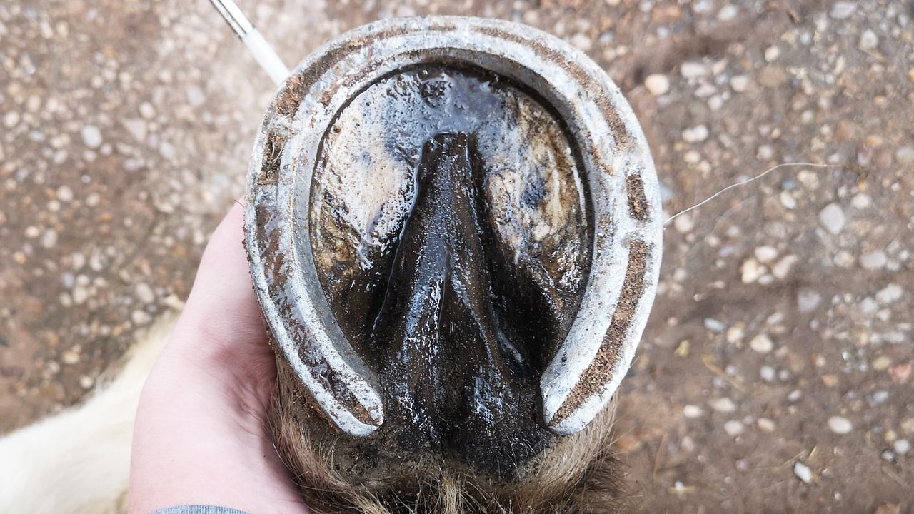 Carr &amp; Day &amp; Martin Cornucrescine tea tree hoof oil on sole