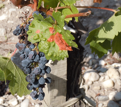 Dried-out grapes, Bordeaux