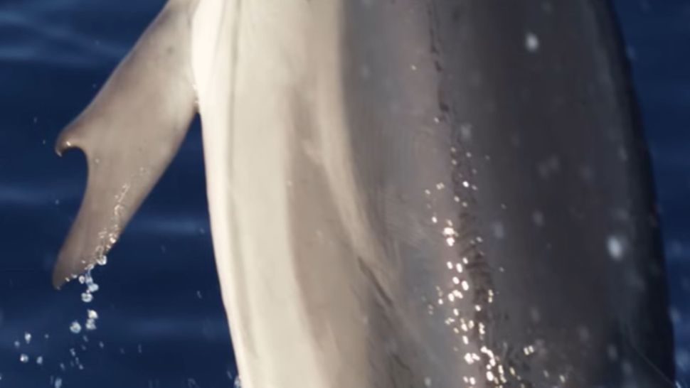 Os "polegares" do golfinho