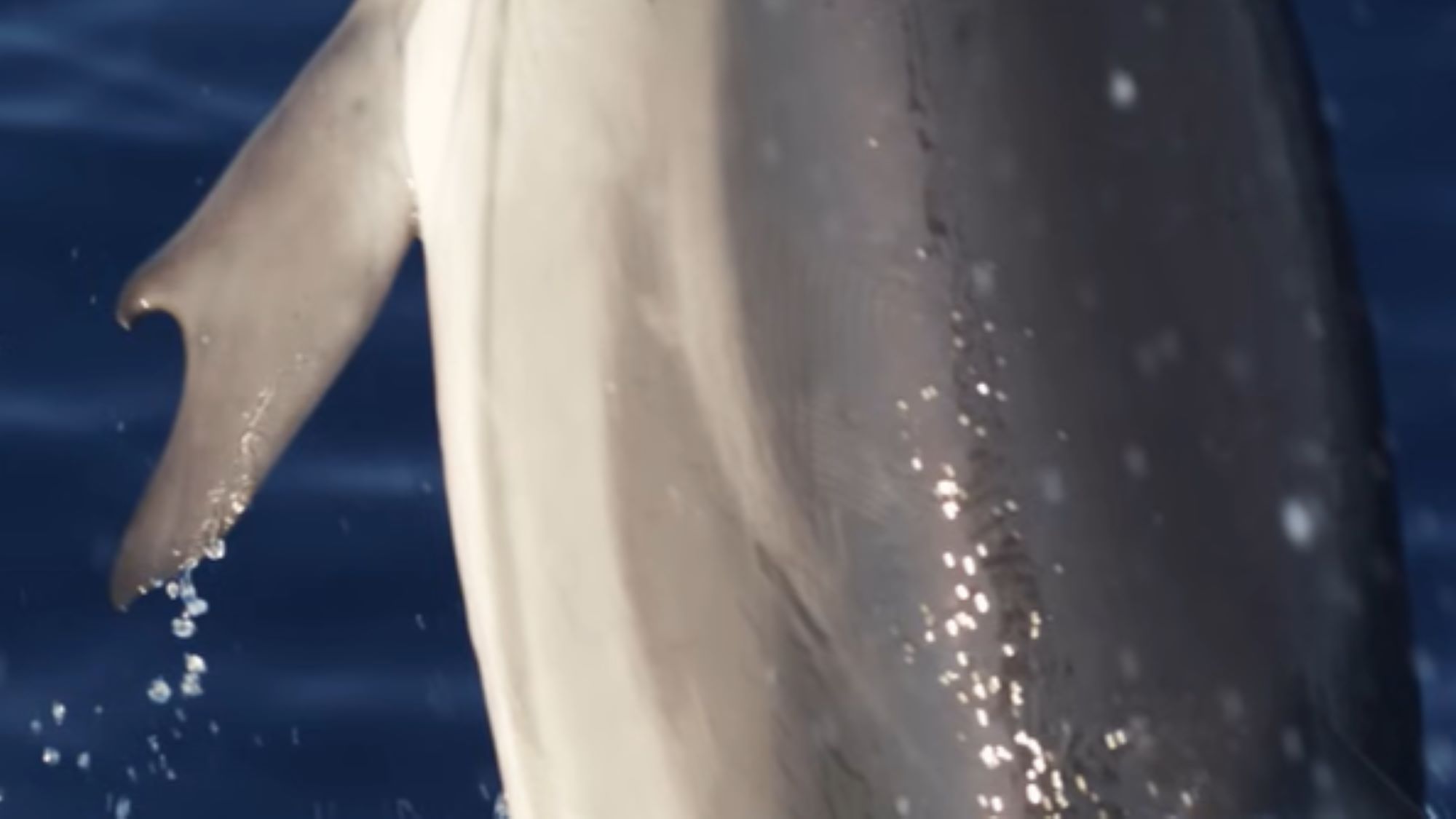 A close up picture of one of the dolphin's flippers.