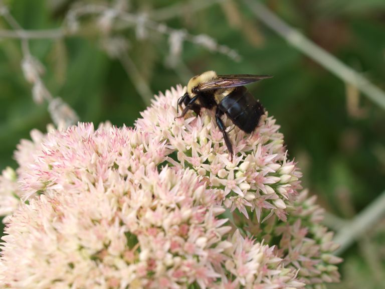 Carpenter bee on a flower