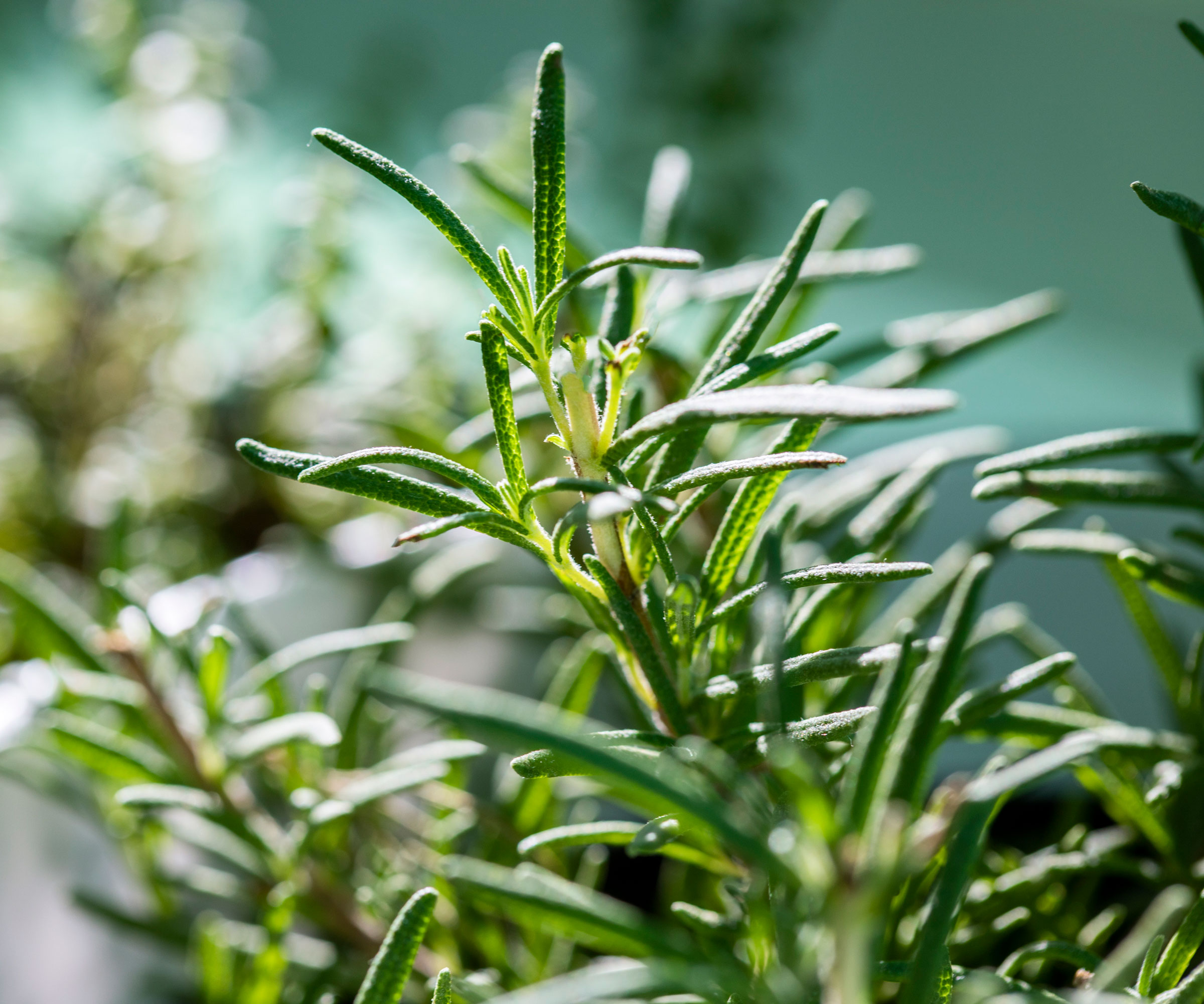 dwarf rosemary plant with foliage in detail shot