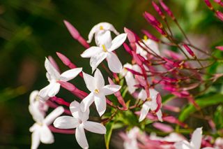 pink flowered jasmine
