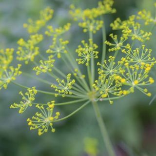 Fernleaf Dill