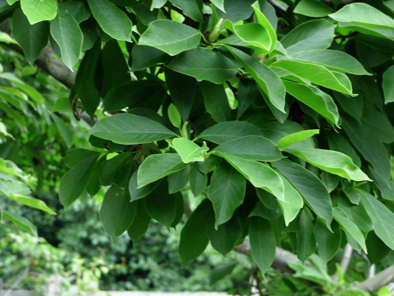 Magnolia Tree With No Blooms