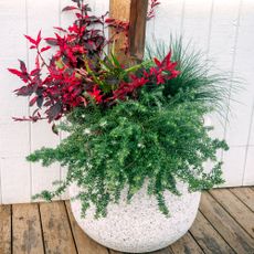 Christmas planter with thriller filler spiller style