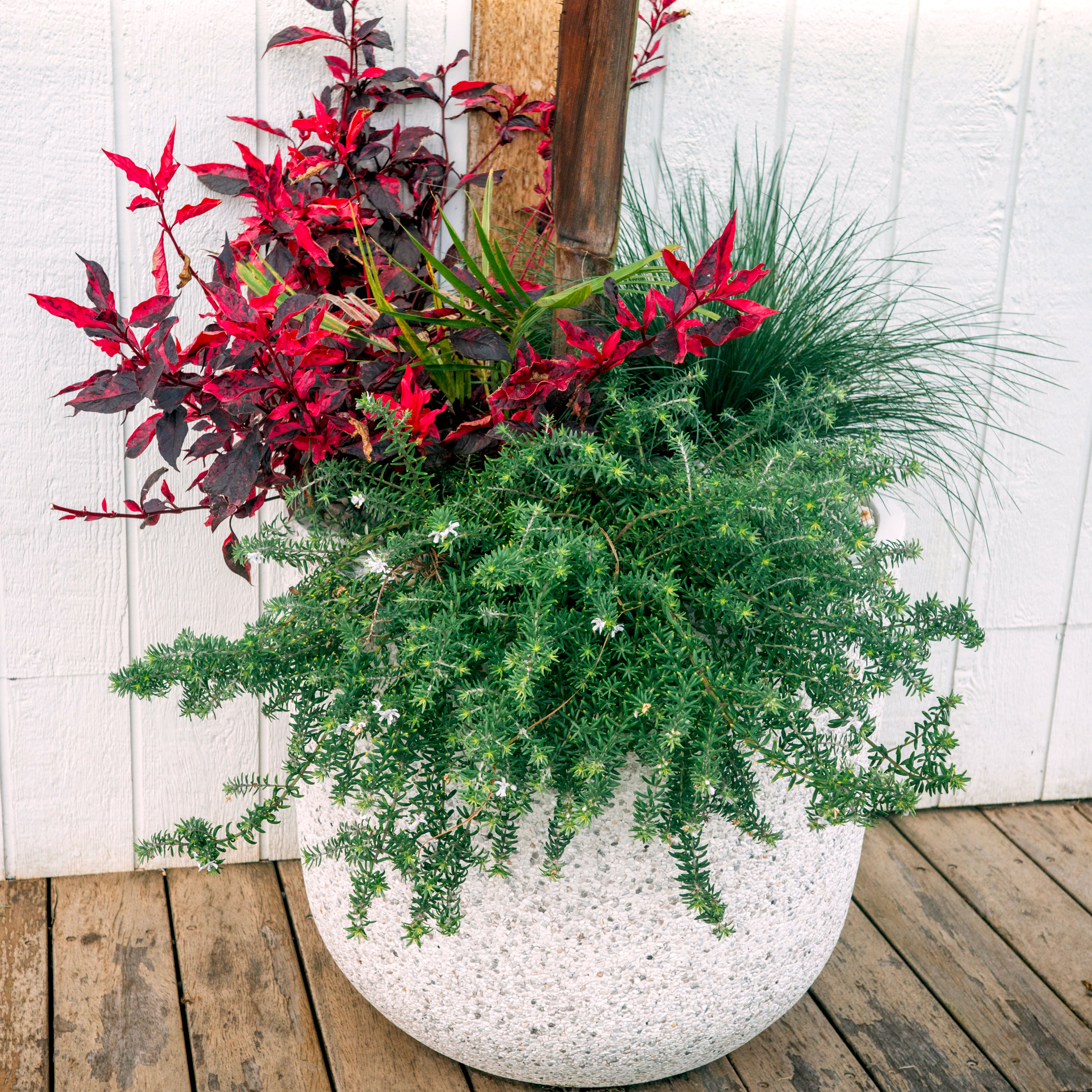 Christmas planter with thriller filler spiller style