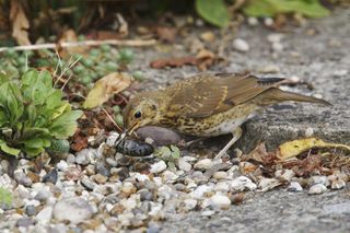 Song Thrush juvenile eating slug in garden