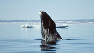 A bowhead whale breaches in waters near the Qikiqtaaluk Region in Nunavut, northern Canada.