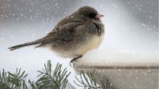 Junco sitting on bird bath in the snow