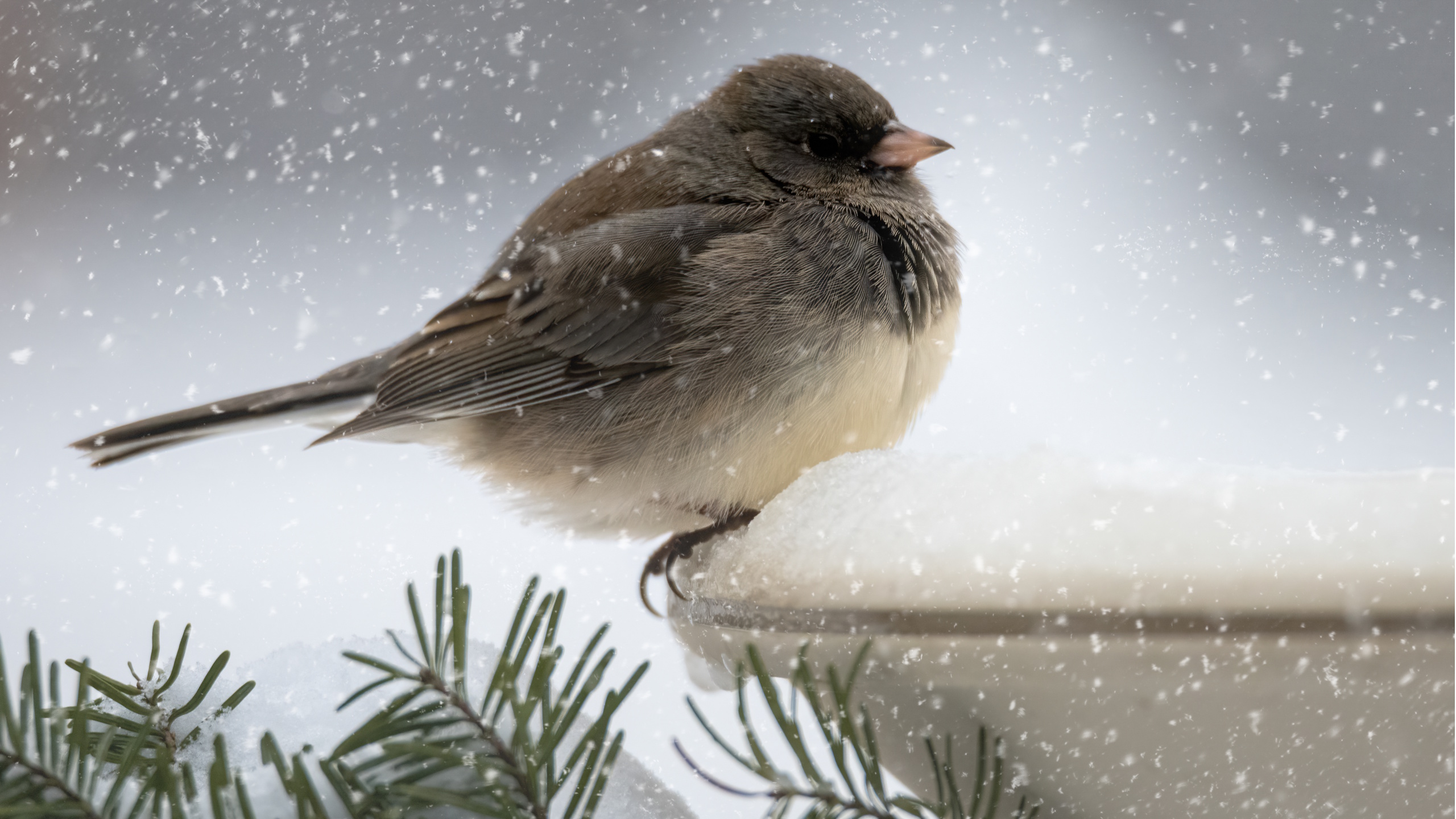 Junco sitting on bird bath in the snow