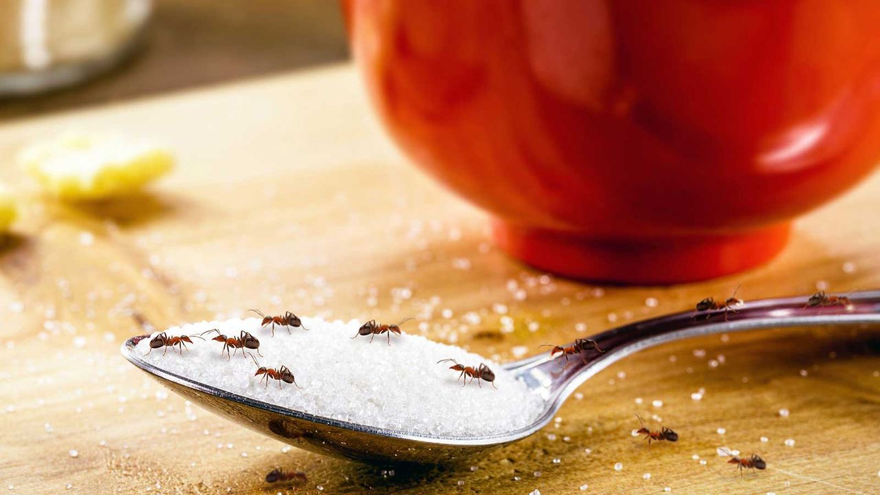 ants on sugar