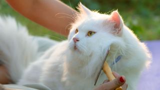 White long-haired cat being groomed