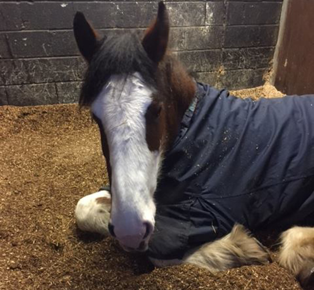 policehorse4