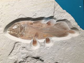 An example of what a complete fish fossil coelacanth looks like.