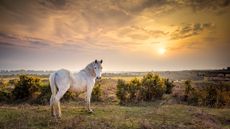 The New Forest is the UK's most expensive National Park in which to buy a property, according to research.