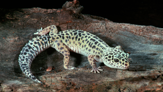 A leopard gecko sitting on a bit of wood, one of the best pet reptiles