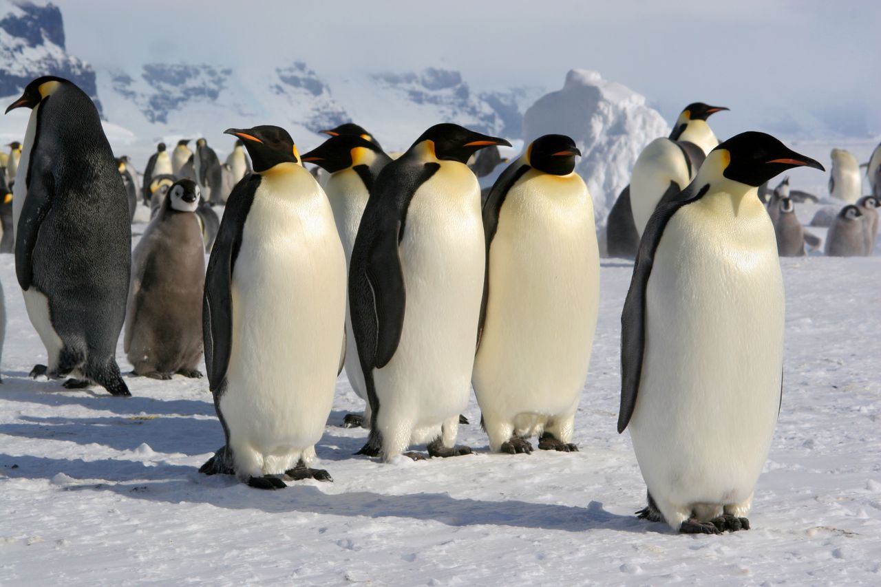 Emperor penguins.