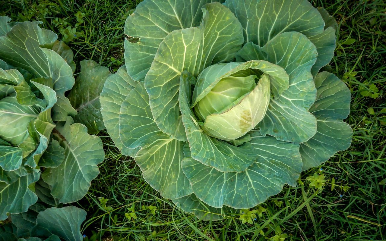 Stonehead Hybrid Cabbage