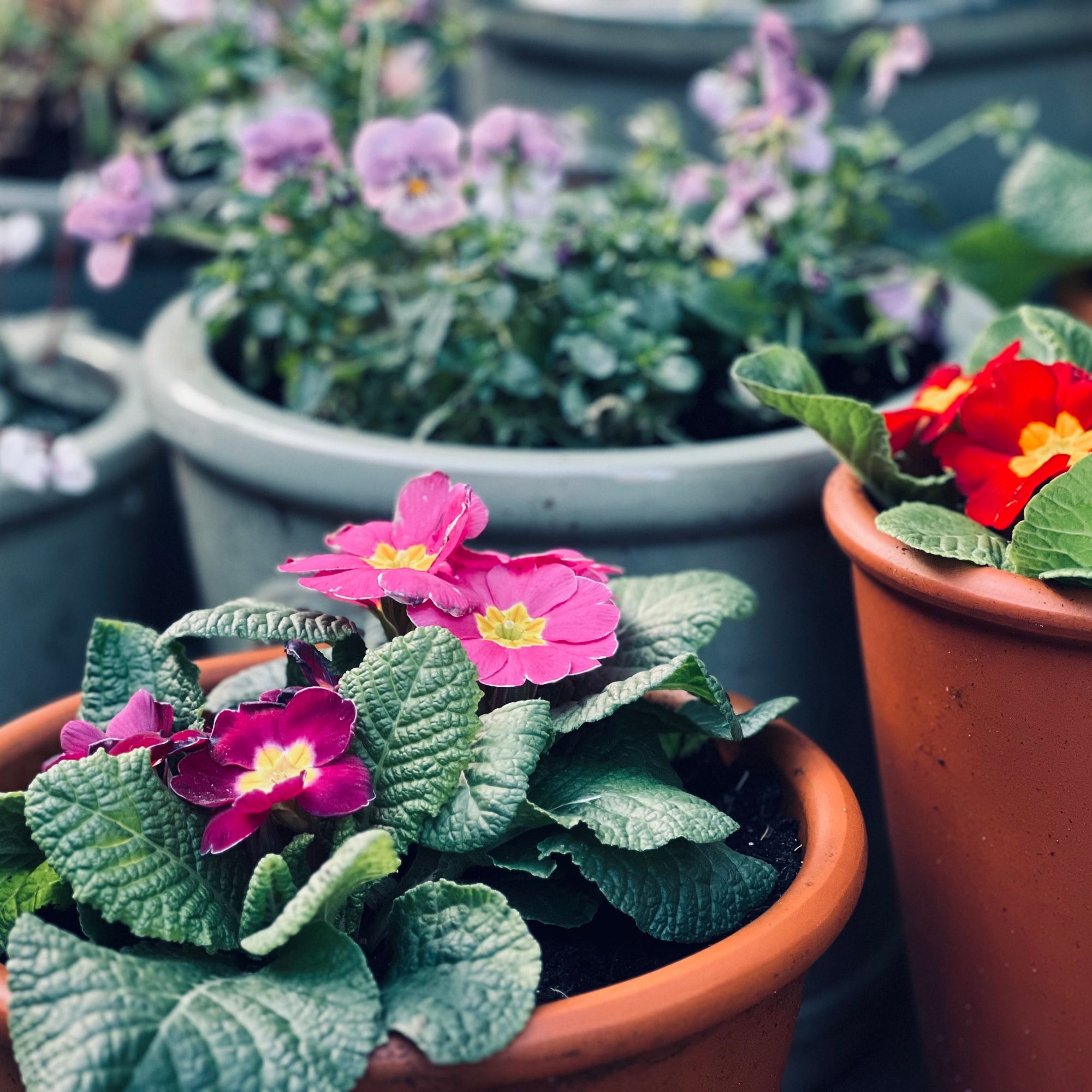 autumn planter with primroses