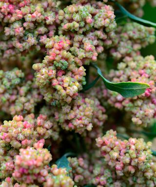 quinoa seed heads ripening on mature plants