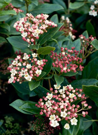 How to grow viburnum: add colour, fragrance and fabulous foliage ...