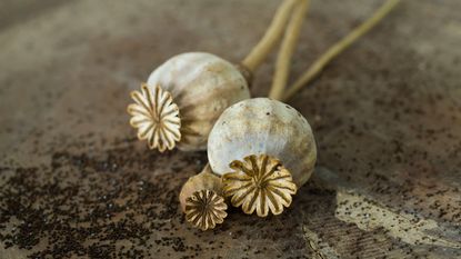 Poppy seedpods - one of the best plants for seedheads