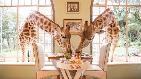 Two giraffes lean through a window to eat food off a table at Giraffe Manor in Kenya