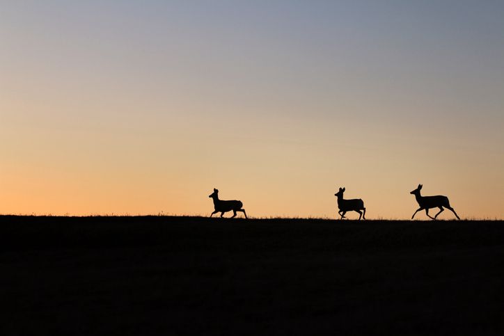 The deer, named Lefty, has become a political argument. 