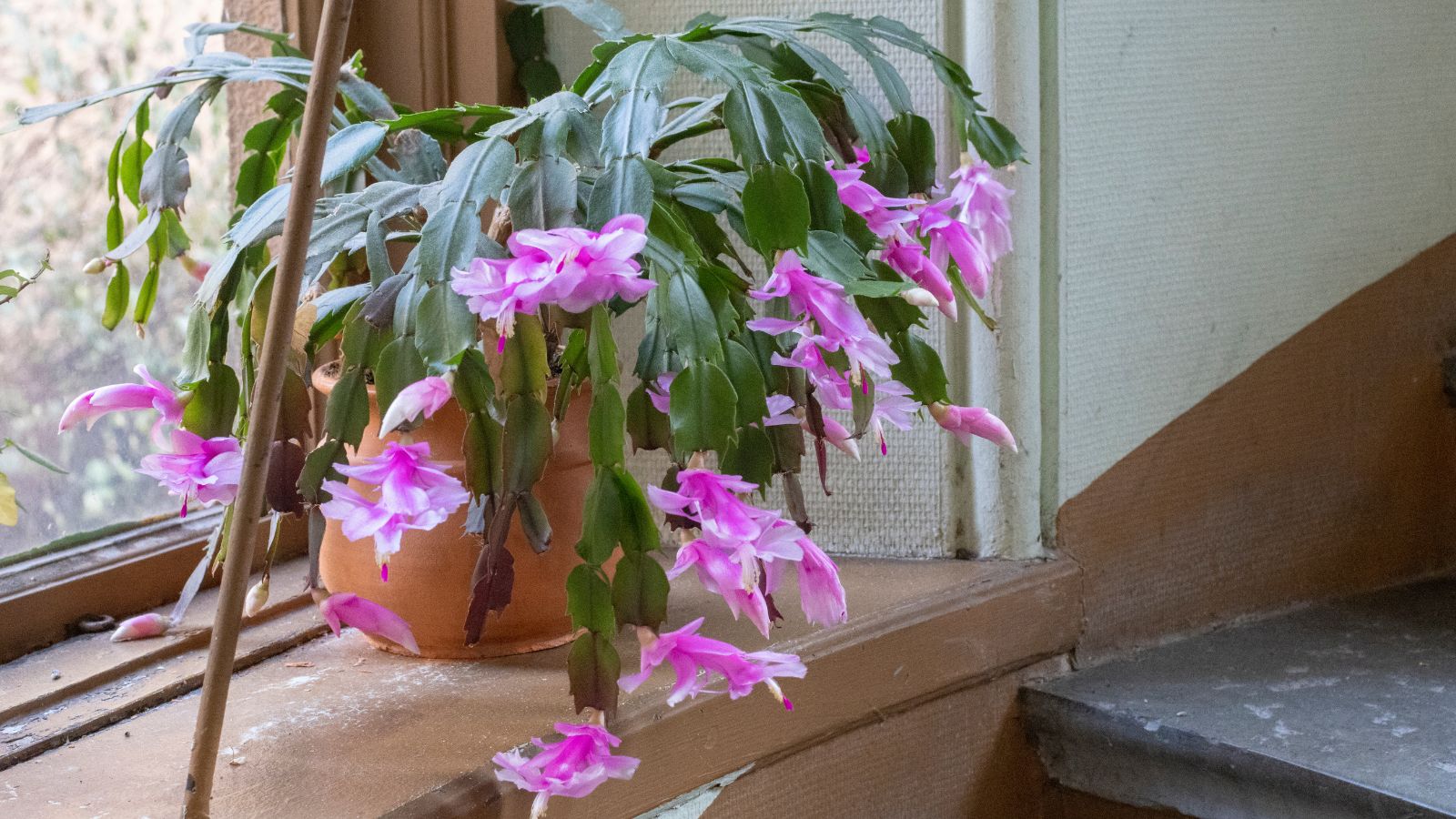 Flowerpot with Christmas Cacti in the staircase window.