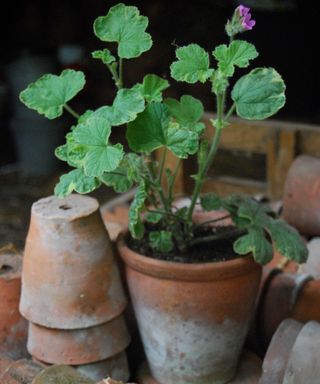 pelargonium in terracotta pot
