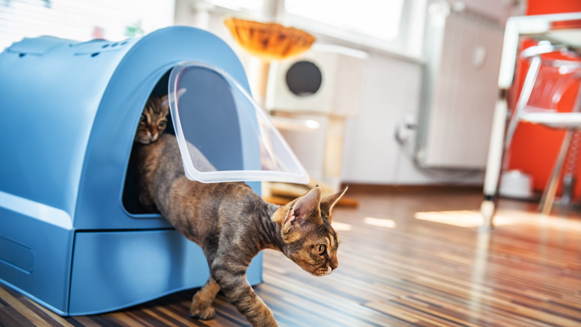 cat using a litter box