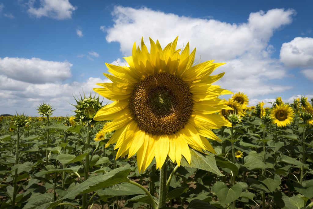 A sunflower.