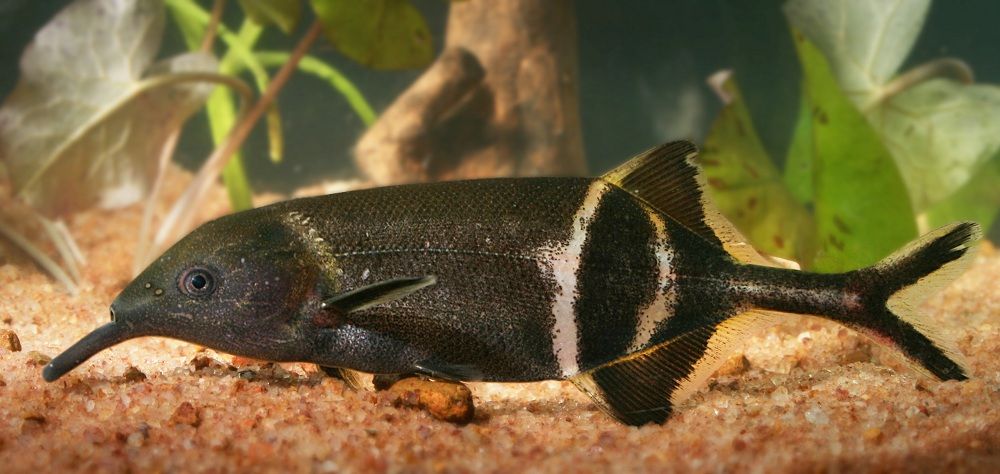 Elephant-Nosed Fish Has Funky Eyes, Too
