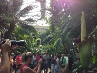 The corpse flower at the U.S. Botanic Garden as it nears the end of its blooming period on July 23, 2013.