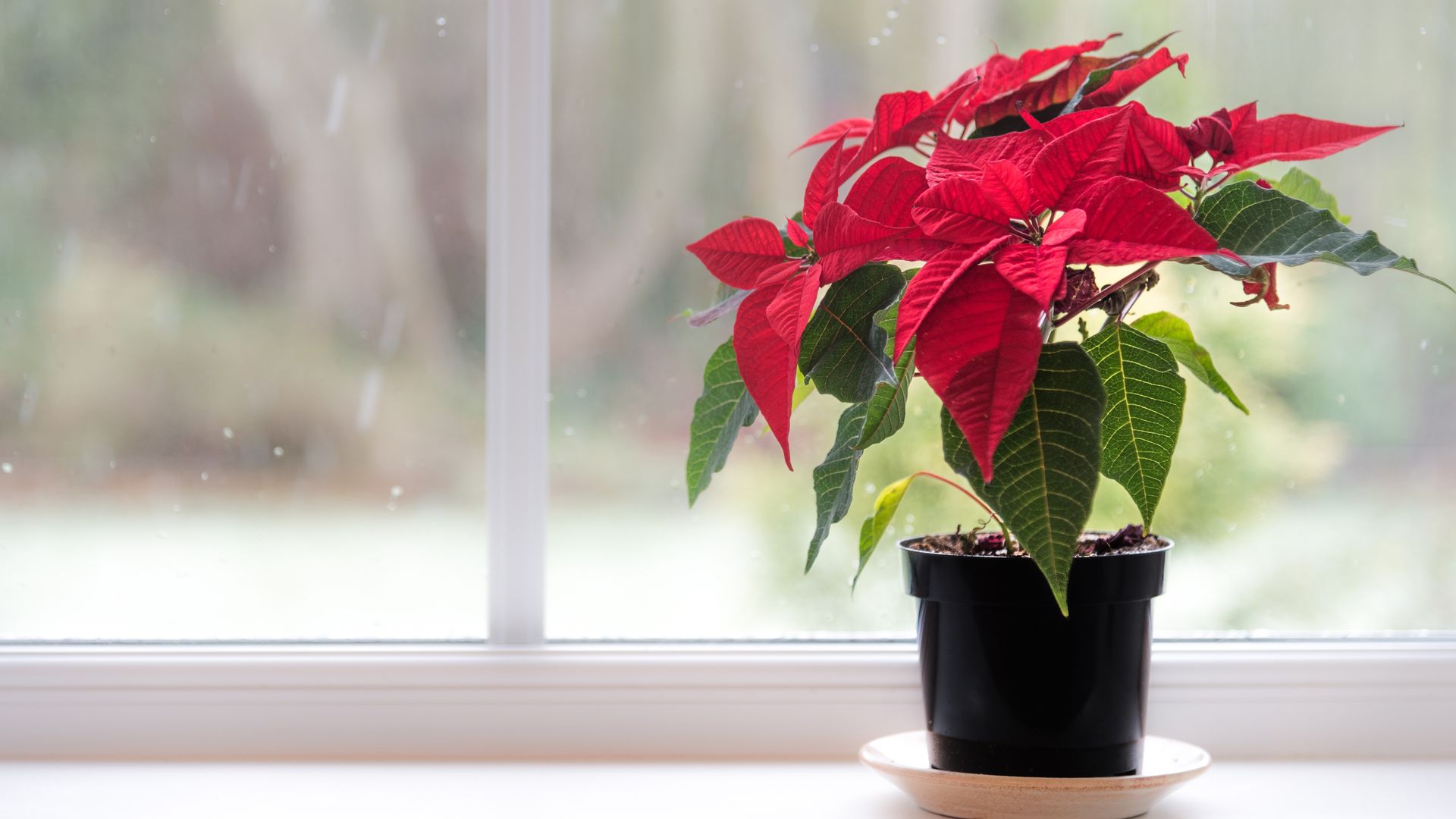Why is my poinsettia not turning red? Gardeningetc