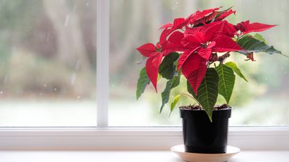 Poinsettia on window sill