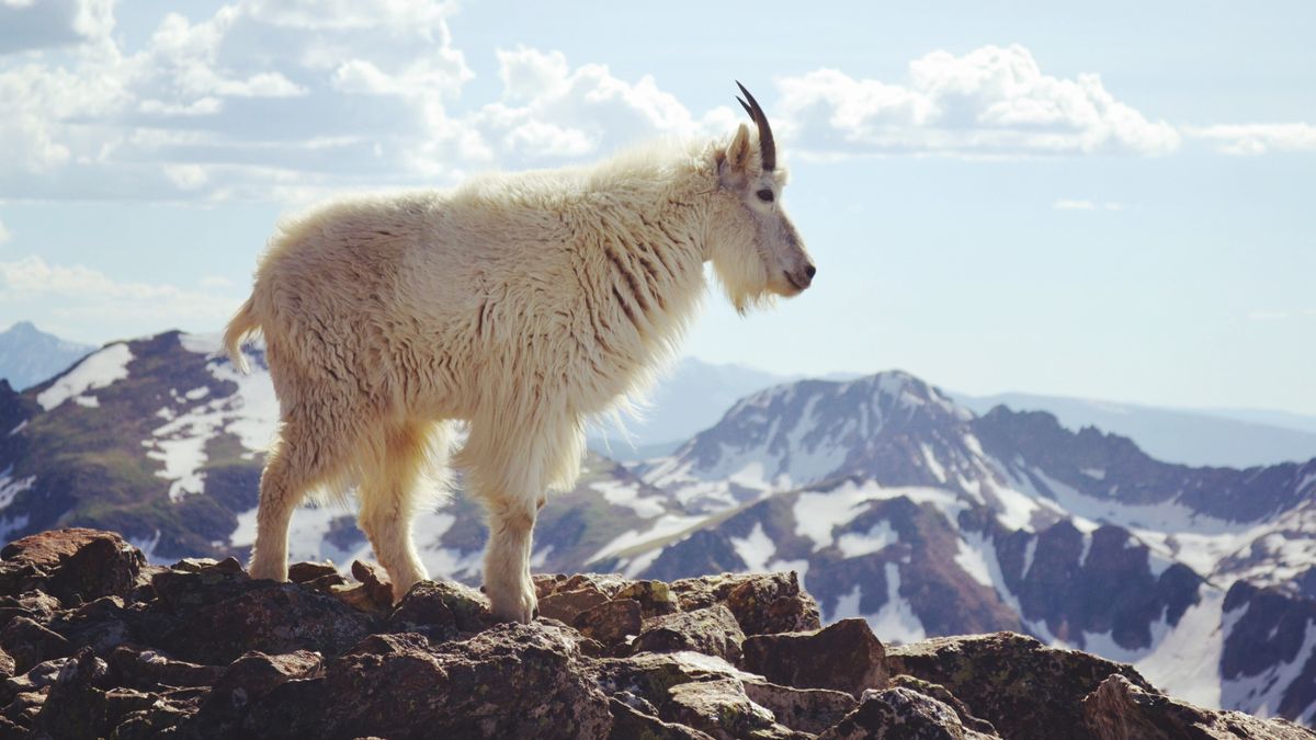 Mountain goat standing on rocky outcrop