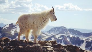 Mountain goat standing on rocky outcrop