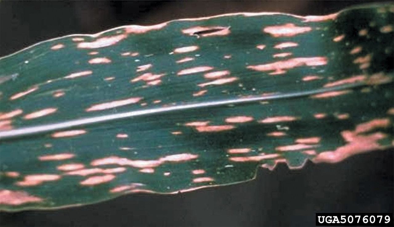 corn leaf blight