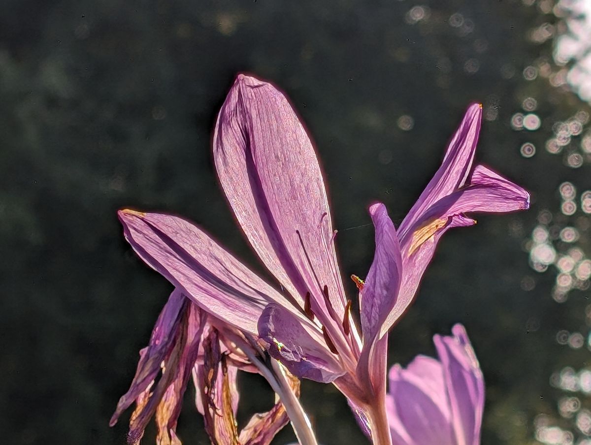 Google Pixel 8 camera sample flower 8x zoom
