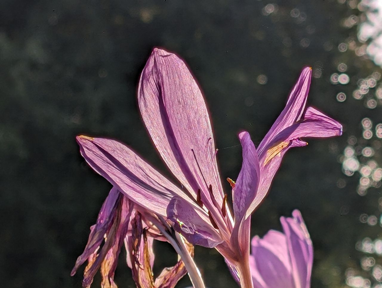 Google Pixel 8 camera sample flower 8x zoom
