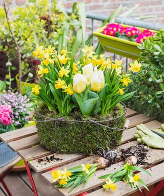 A wire basket with yellow daffodils and tulips in it on a wooden table with a red metal base, and other planters and pink flowers behind it as well as a brick wall