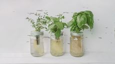 What is the Kratky method