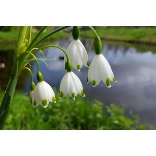 Summer Snowflake Bulbs for Planting Stunning White Weeping Flowers