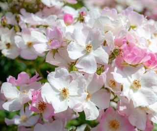 Pink and white wild roses, dog roses, with golden centres, growing in a sunny garden