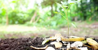 soil with banana peels and eggshells on top surrounding a new seedling to show how to use banana peels in your garden