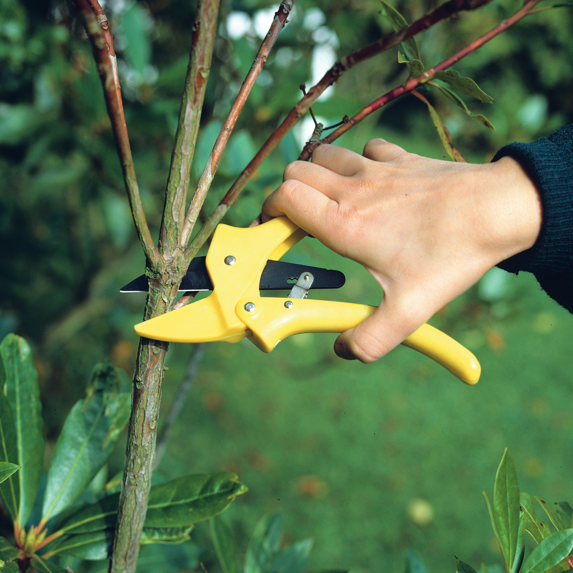 hand with yellow hand pruners pruning stem in garden