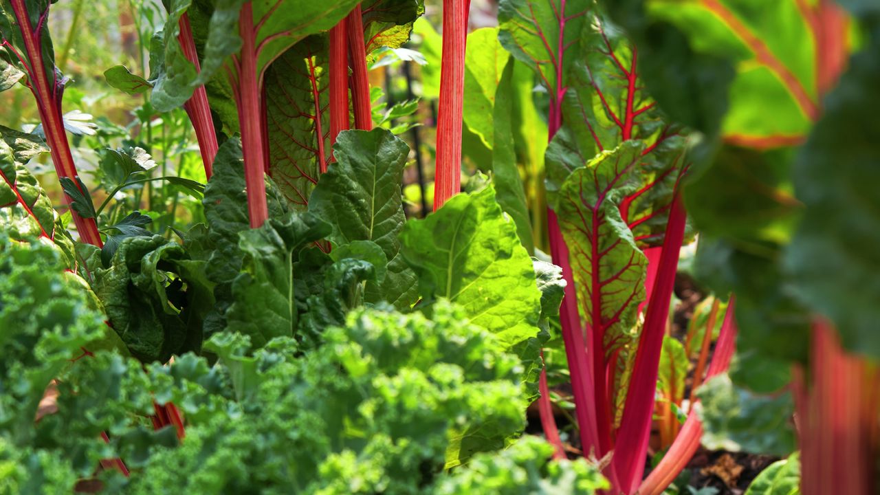 Swiss chard growing in a vegetable garden