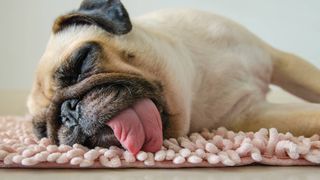 benadryl for dogs - dog sleeping